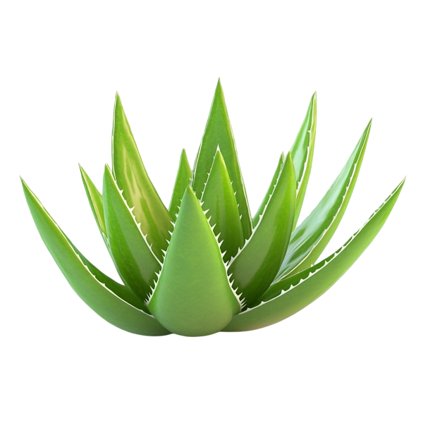 The Benefits of Aloe Vera